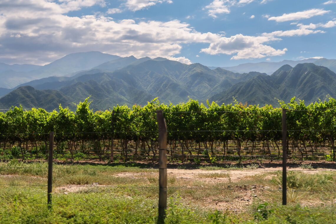 Vinicola em Cafayate