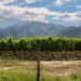 Vinicola em Cafayate
